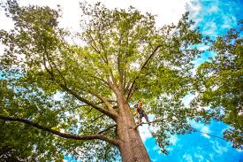 Best Tree Maintenance Programs  in Poteet, TX