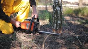 Best Tree Disease Treatment  in Poteet, TX