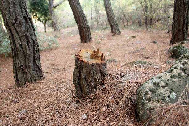 Poteet, TX Tree Services Company