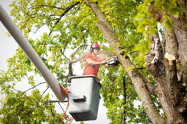 Best Hazardous Tree Removal  in Poteet, TX