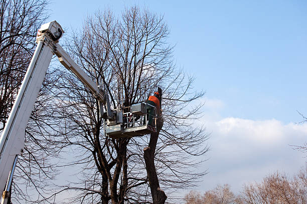 Best Emergency Tree Removal  in Poteet, TX